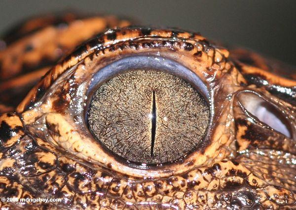 Foto: Ojo del cocodrilo