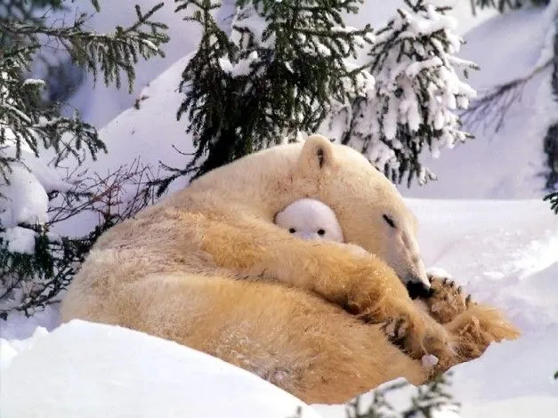 Foto - un oso polar madre y osezno durmiendo en la nieve