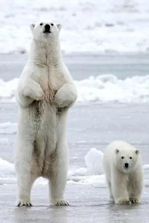 Nueva foto de osos polares o blancos : una mamá osa polar mira a ...