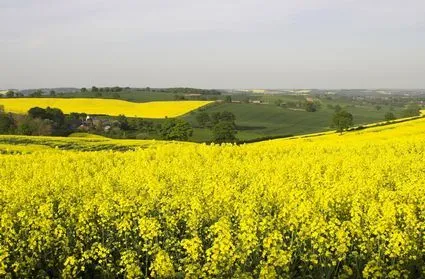 Foto Paesaggio primaverile a Nottingham - 425x279 - Autore ...