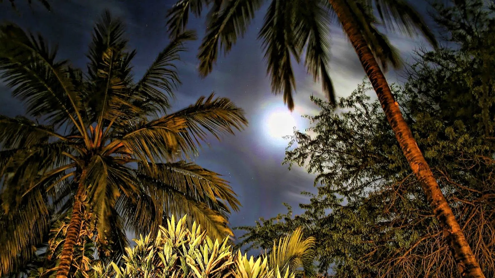 Foto de unas palmeras tropicales y la luna llena detrás de ellas ...