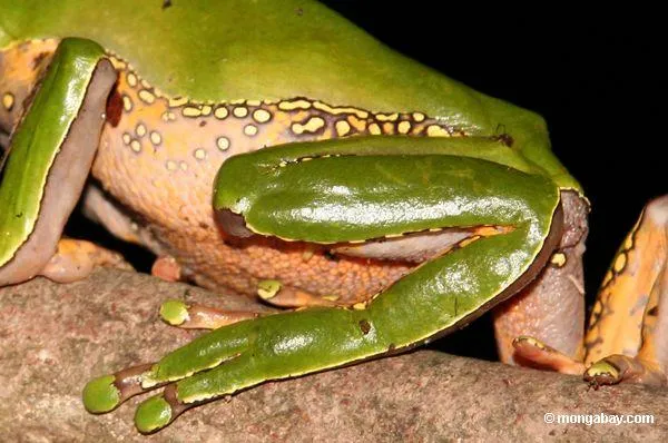 Foto: Patas traseras de la rana del mono (Phyllomedusa bicolor)