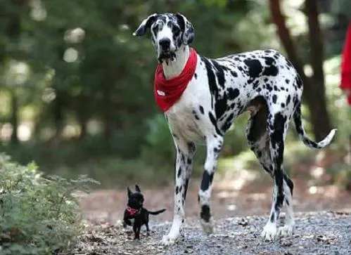 Foto del perro más grande del mundo | Sobre Curiosidades