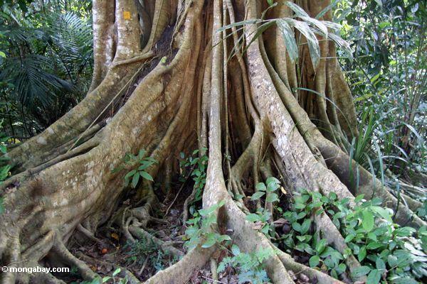 Foto: Raíces del contrafuerte del árbol de la selva tropical