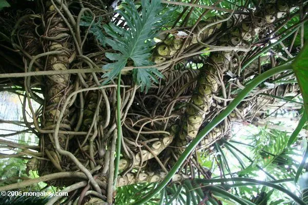 Foto: Raíces enredadas del selloum del Philodendron