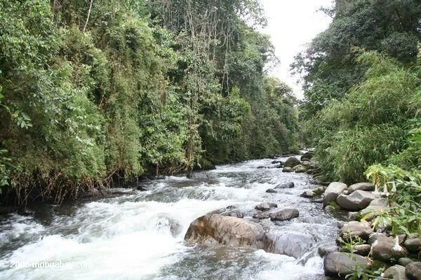 Foto: Río de Otun como atraviesa un bosque colombiano del montane