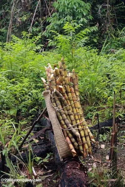 Foto: tallos de la caña de azúcar en un campo de yuca