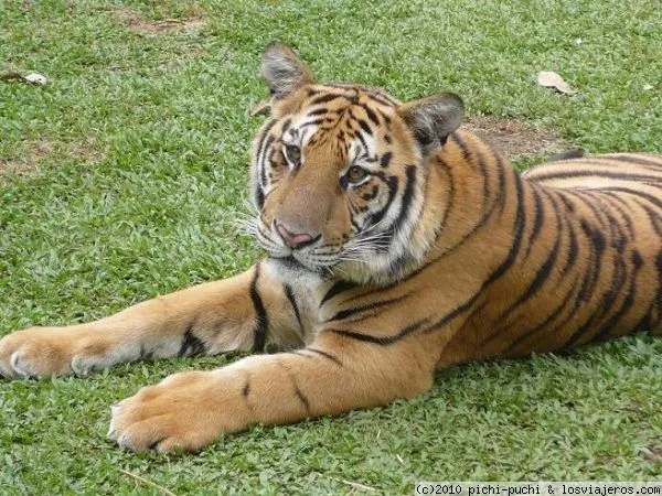 Foto: Tigre en Chiang Mai (Tiger Kingdom) - LosViajeros