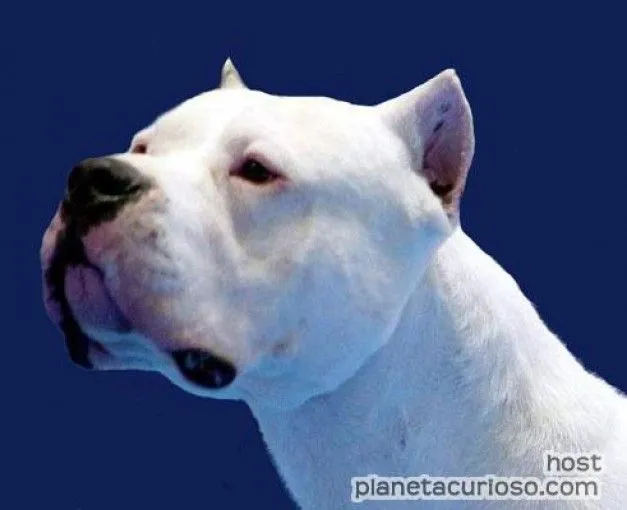 Foto - Top 10 perros mas peligrosos del mundo: 4. Dogo Argentino