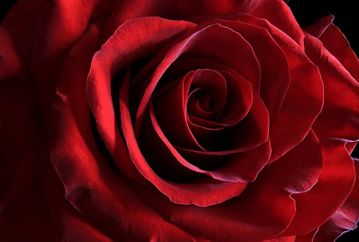 FOTOFRONTERA: 15 fotos de rosas rojas para ver, disfrutar y compartir.