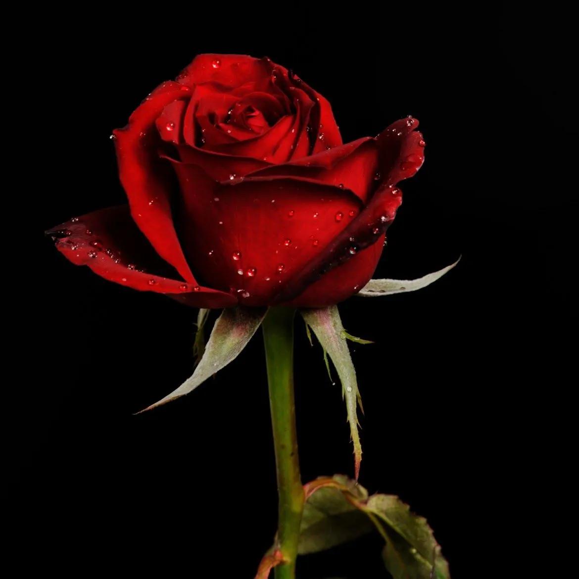 FOTOFRONTERA: 15 fotos de rosas rojas para ver, disfrutar y compartir.