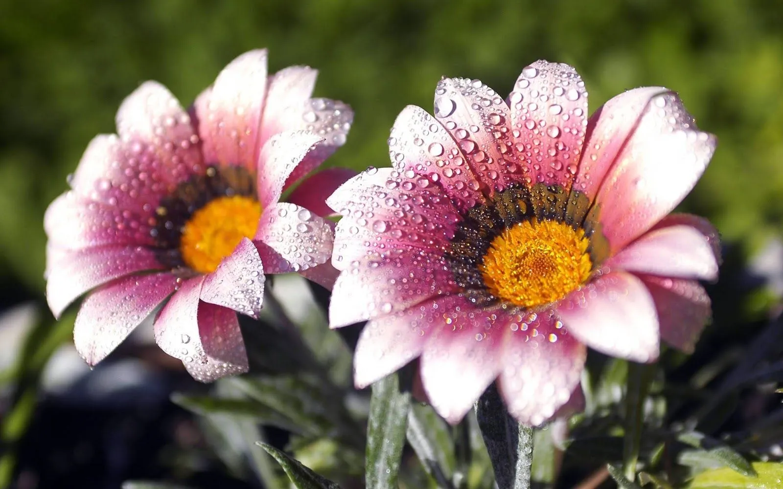 FOTOFRONTERA: 20 Imágenes bonitas de flores en alta calidad