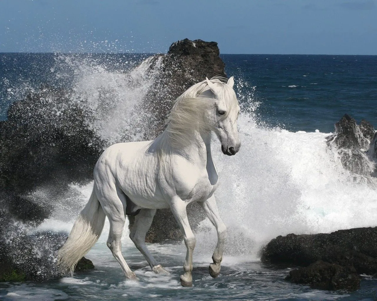 FOTOFRONTERA: 27 Imágenes de caballos en bellos paisajes