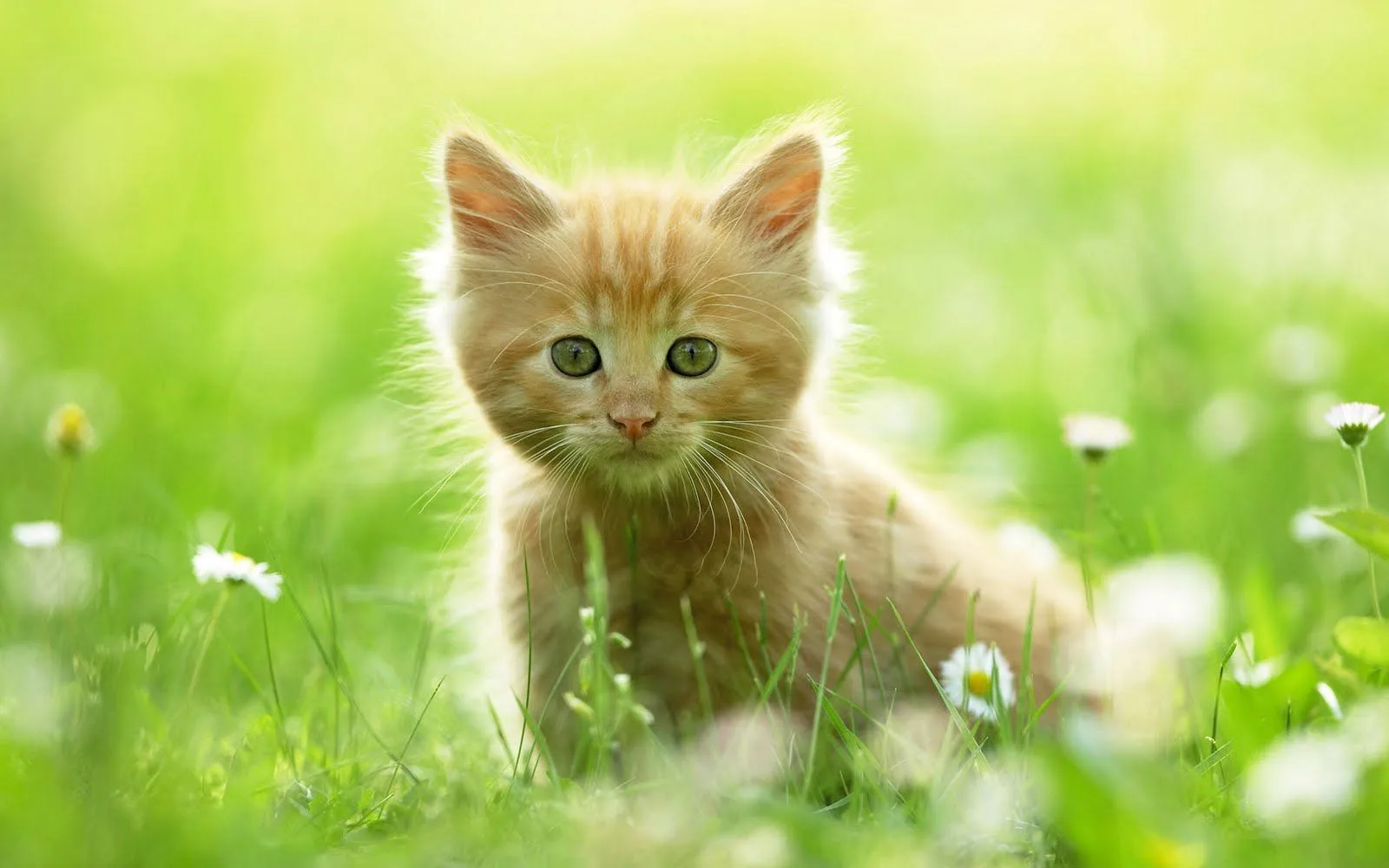 FOTOFRONTERA: Para quienes adoran los gatitos. (15 wallpapers de ...