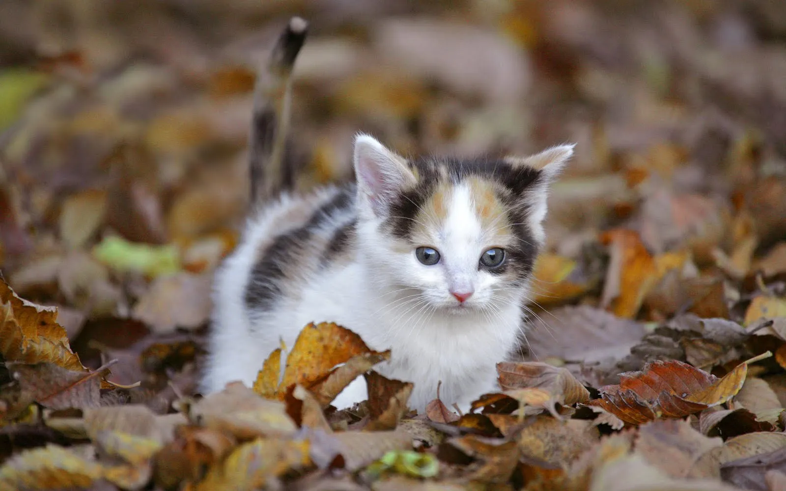 FOTOFRONTERA: Para quienes adoran los gatitos. (15 wallpapers de ...