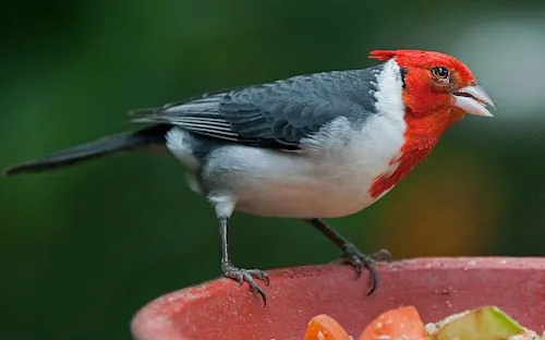 FOTOFRONTERA: Aves muy lindas del paraíso (7 pajarillos de colores)