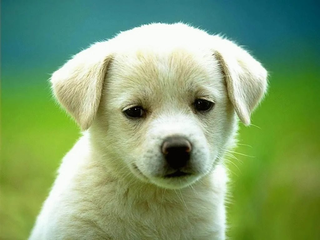 FOTOFRONTERA: Bella colección de flores y perritos juguetones