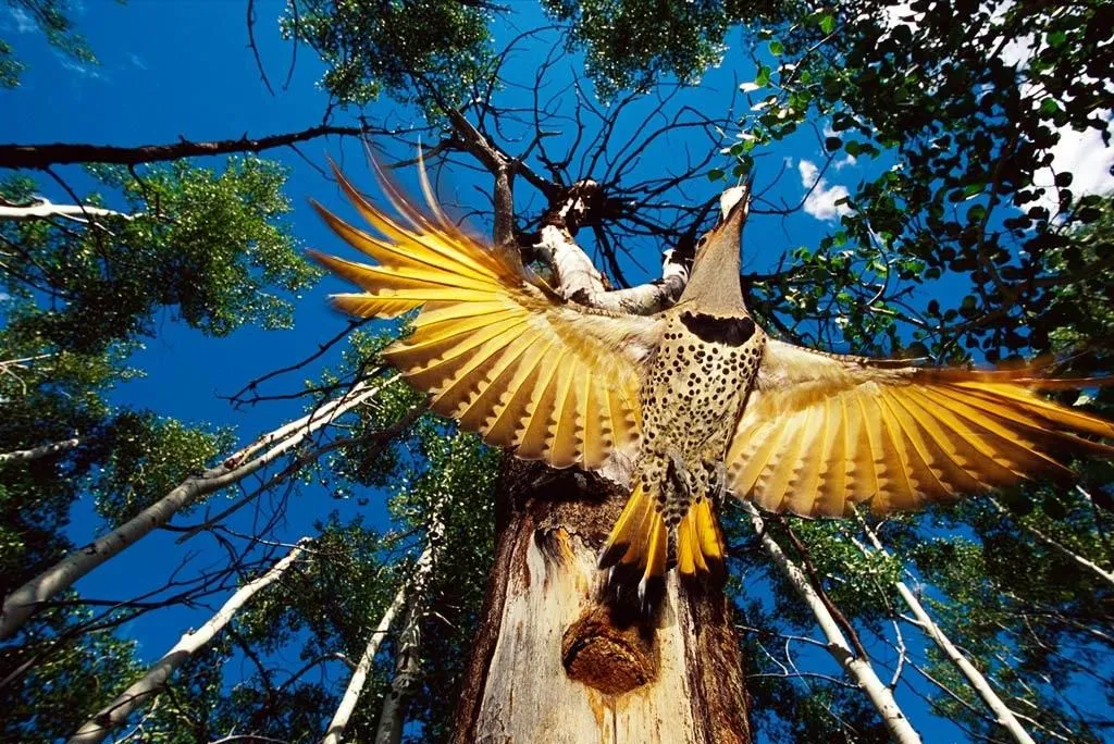 FOTOFRONTERA: Bello pájaro volando en el bosque