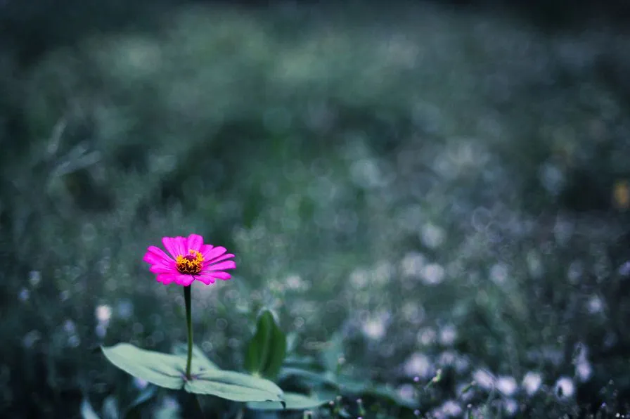 FOTOFRONTERA: Bonita flor silvestre de color rosa en el campo ...