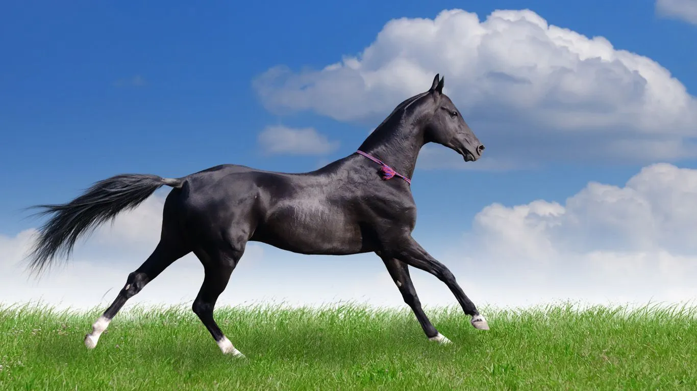 FOTOFRONTERA: Caballo negro corriendo en los pastizales