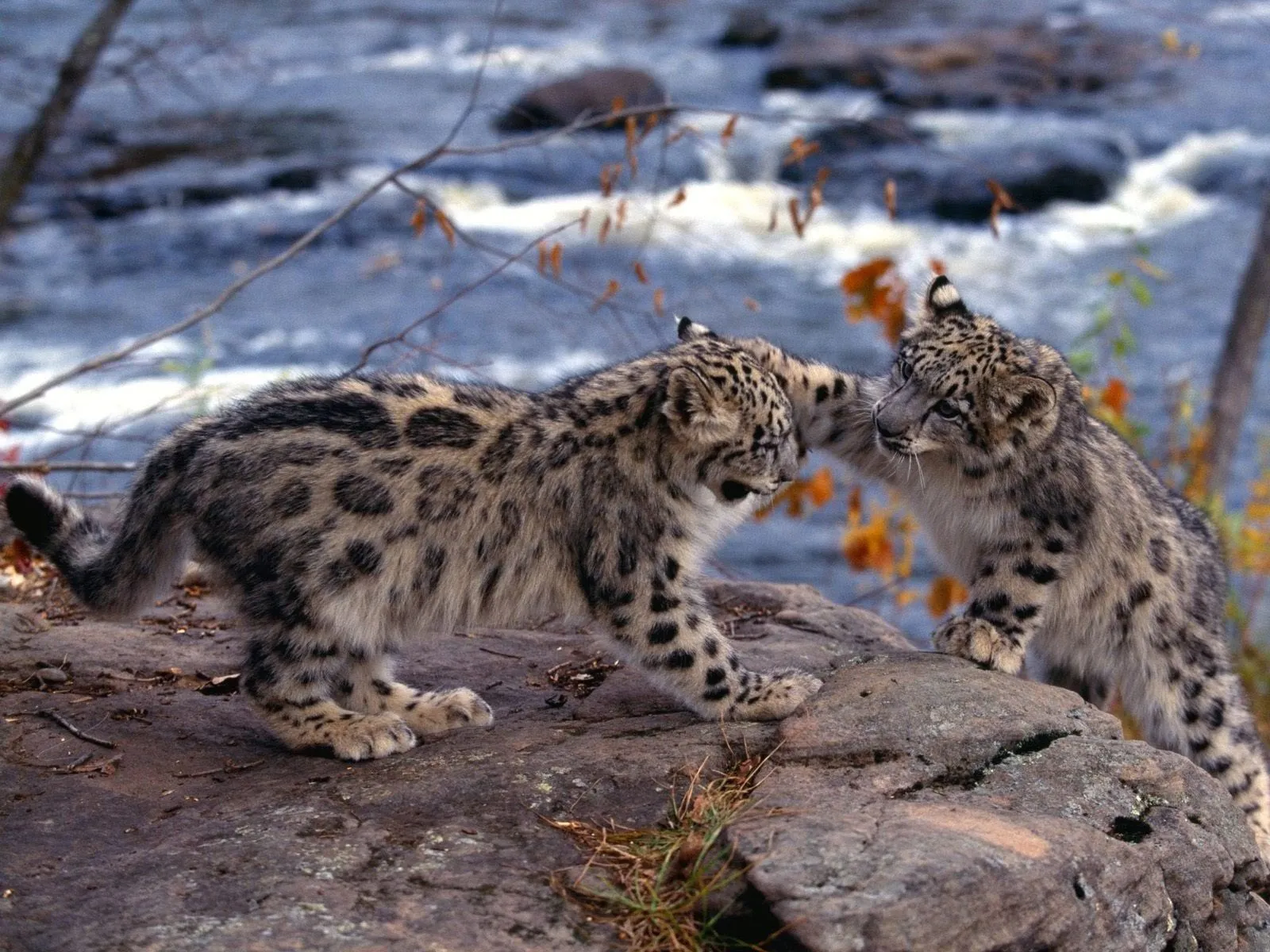 FotoFrontera: Cachorros de Jaguar