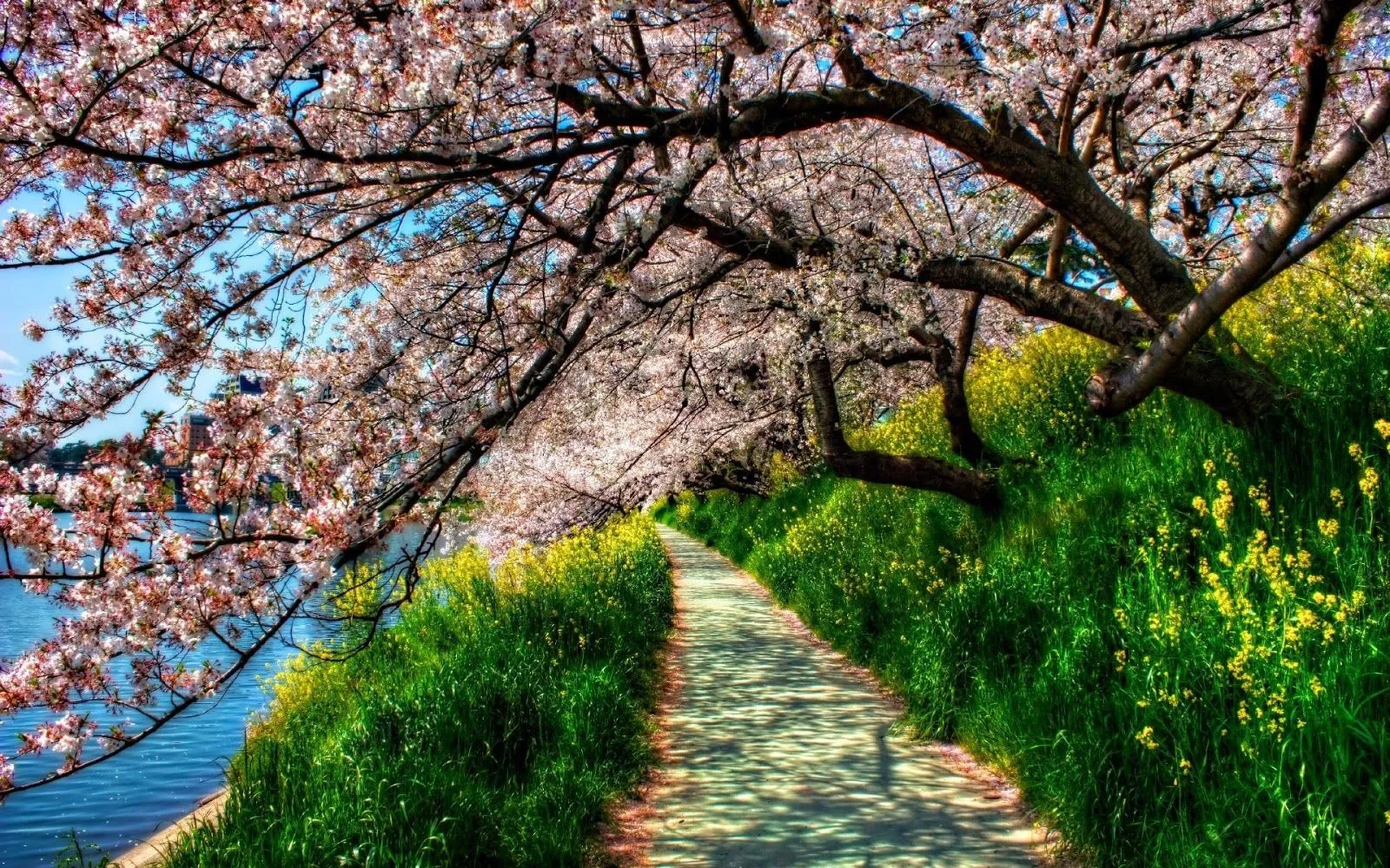 FOTOFRONTERA: Camino bajo los árboles cubiertos de flores