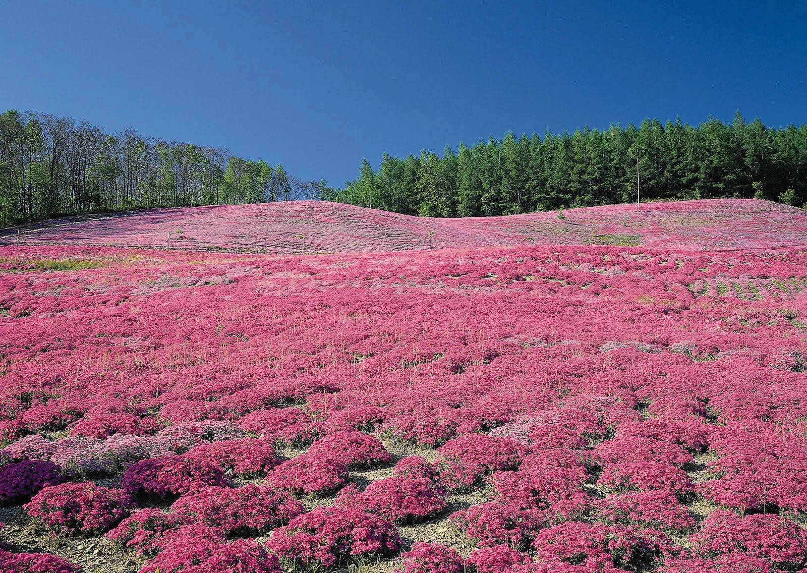 FotoFrontera: Campo de flores púrpuras - Purple flowers field