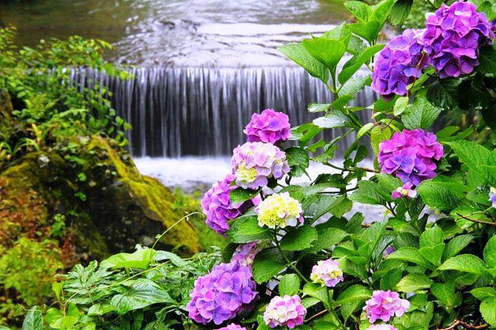 FotoFrontera: Cascadas en el río y Hortensias de colores