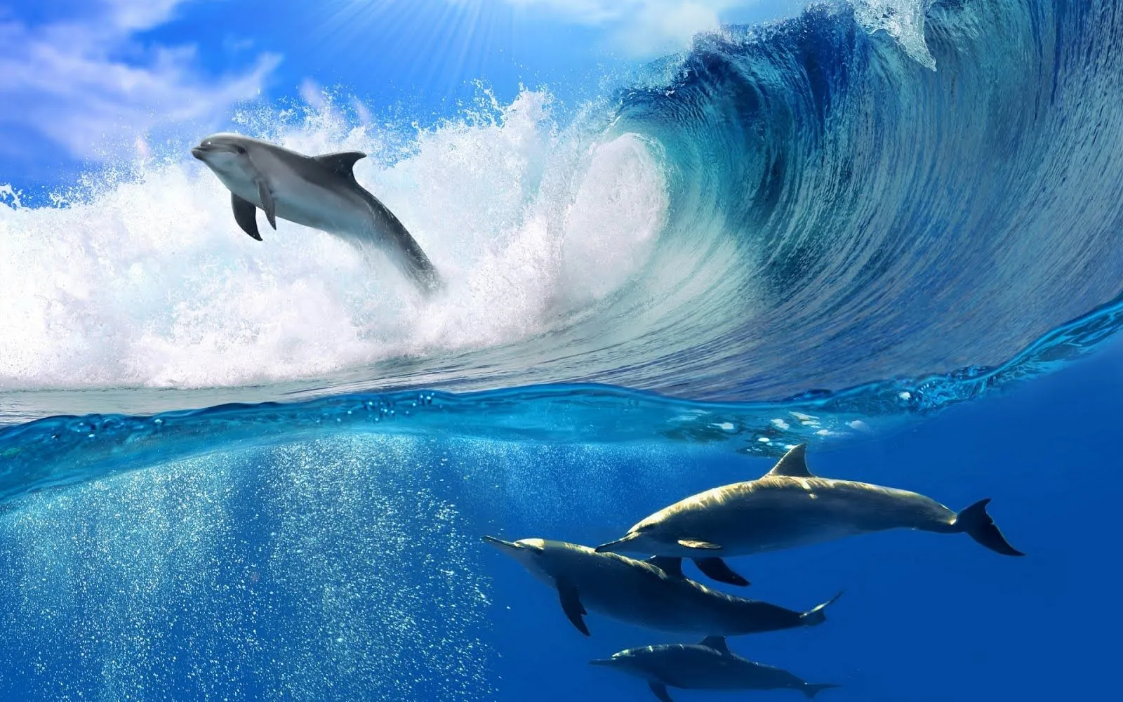 FOTOFRONTERA: Delfines nadando en el hermoso fondo del mar