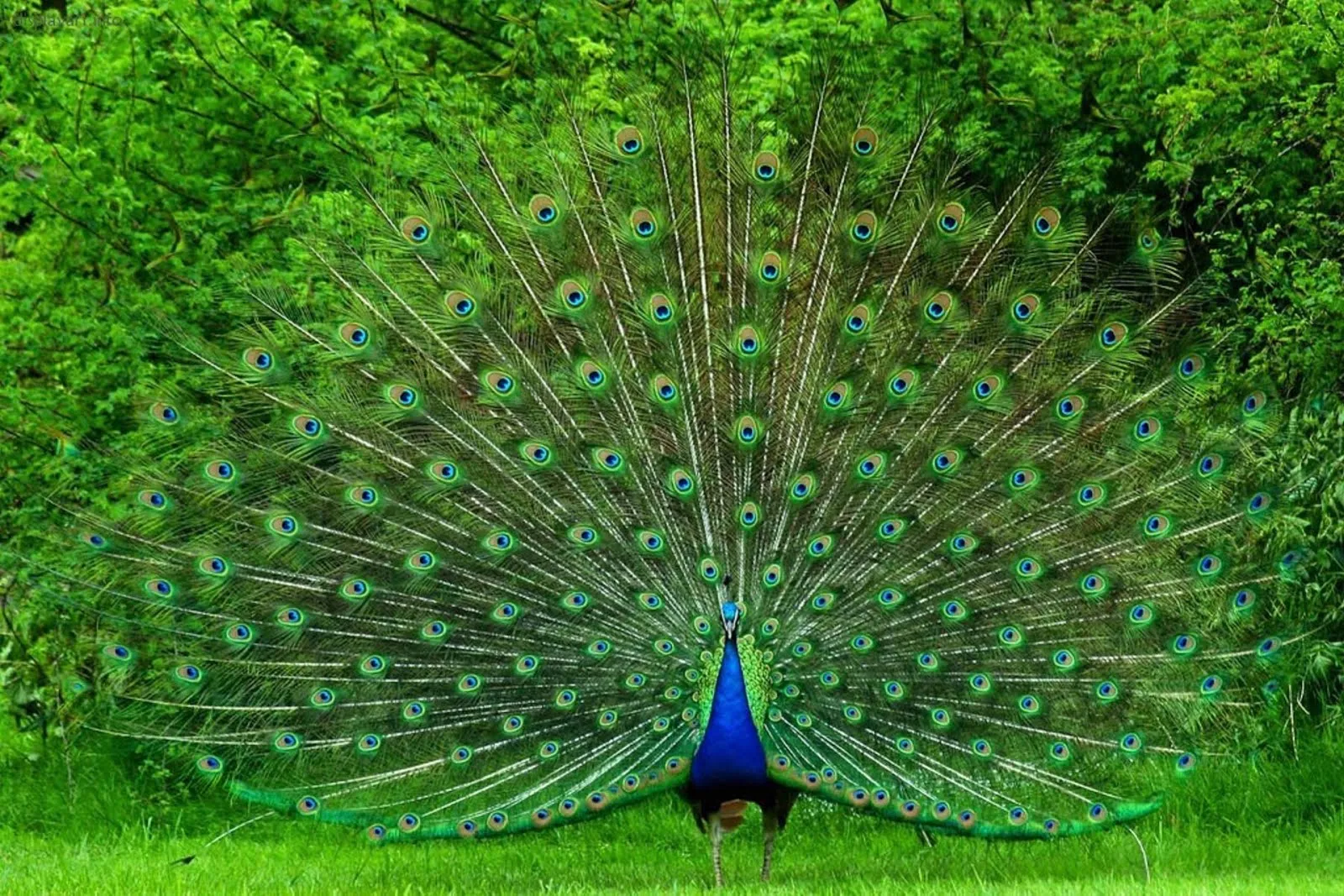 FOTOFRONTERA: Elegante pavorreal luciendo su preciosa cola