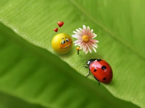 FOTOFRONTERA: Emoticón enamorando a una catarina sobre las hojas ...