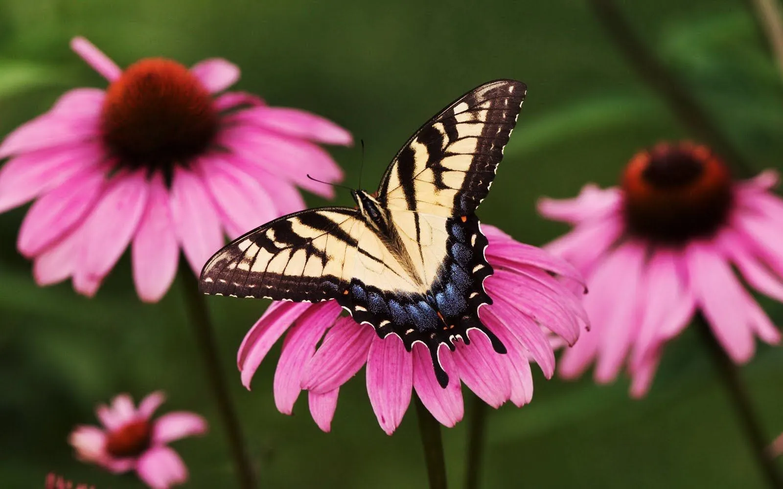 FOTOFRONTERA: Encantadora mariposa comiendo el polen de las flores