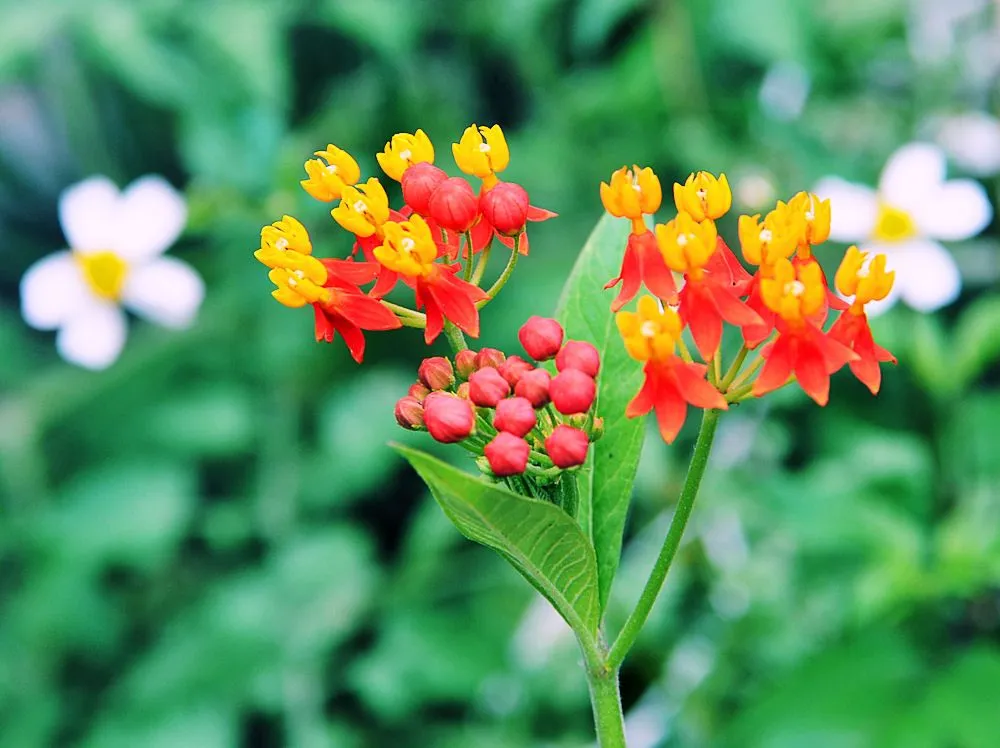 FOTOFRONTERA: Flores silvestres muy cerca de mi jardín