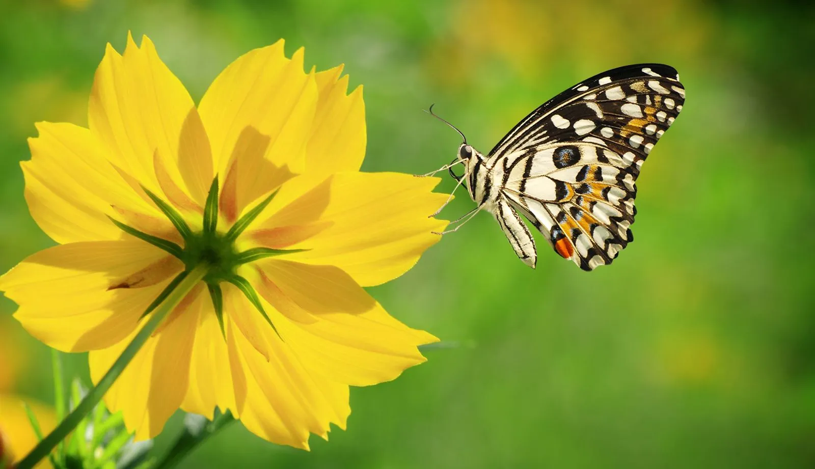 FOTOFRONTERA: Hermosa mariposa admirando la belleza de las flores ...