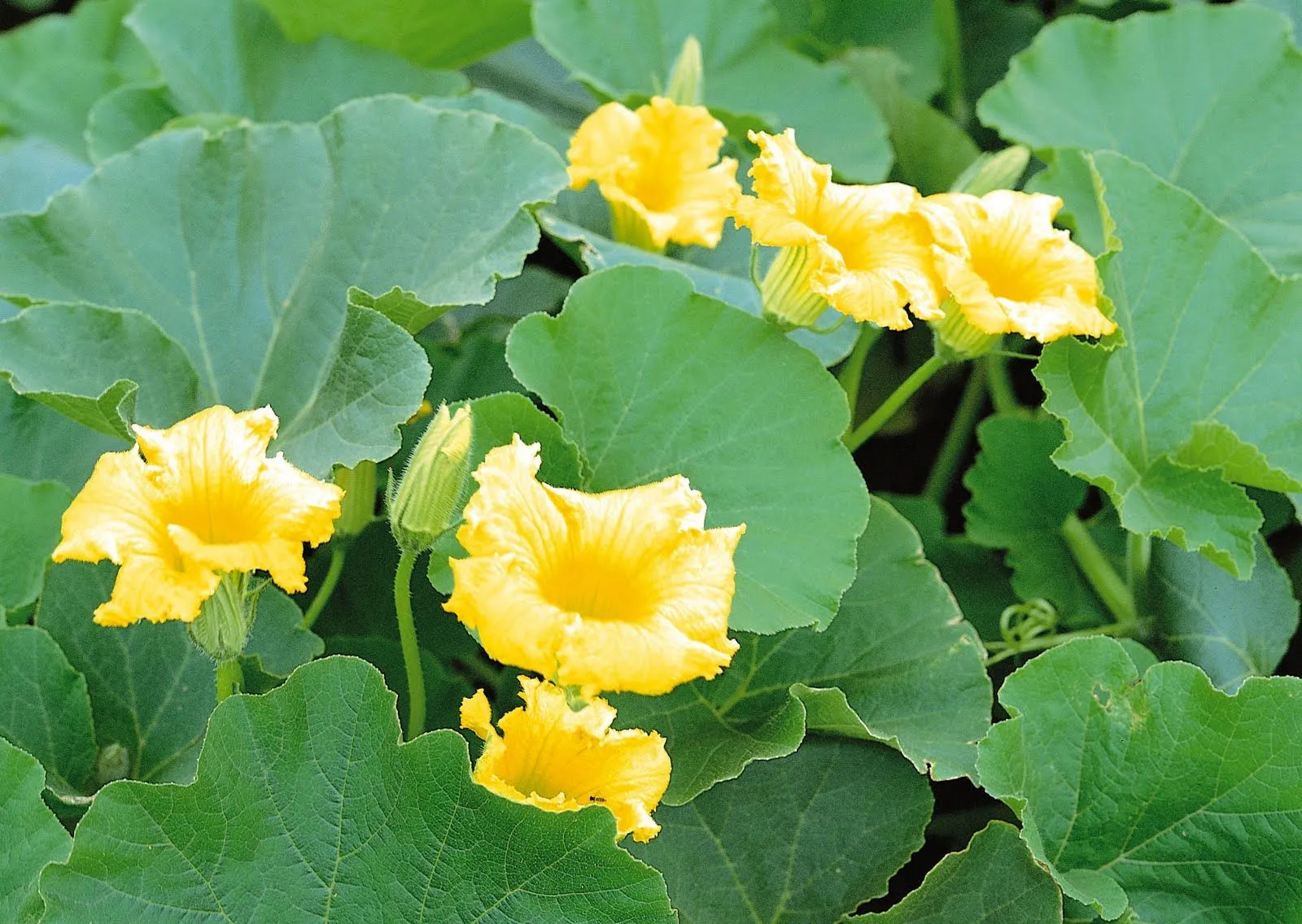 FOTOFRONTERA: Hermosas flores amarillas - Amazing yellow flowers