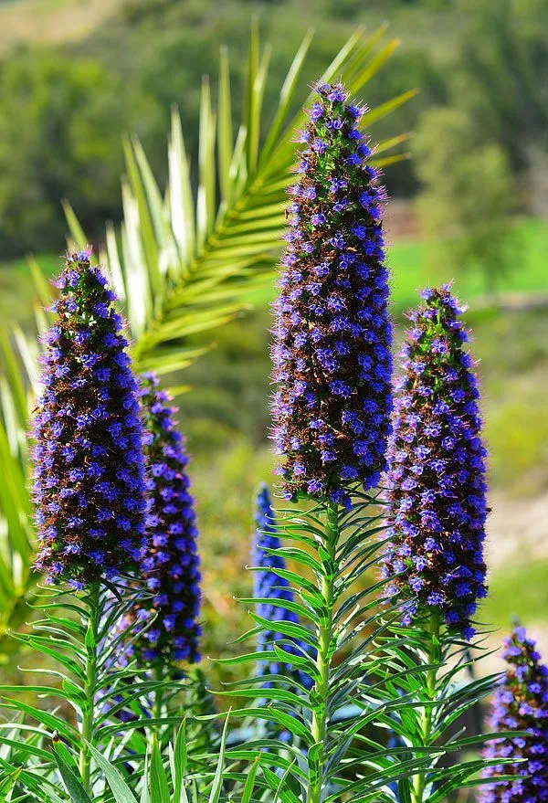 FOTOFRONTERA: Hermosas flores de color azul en primavera