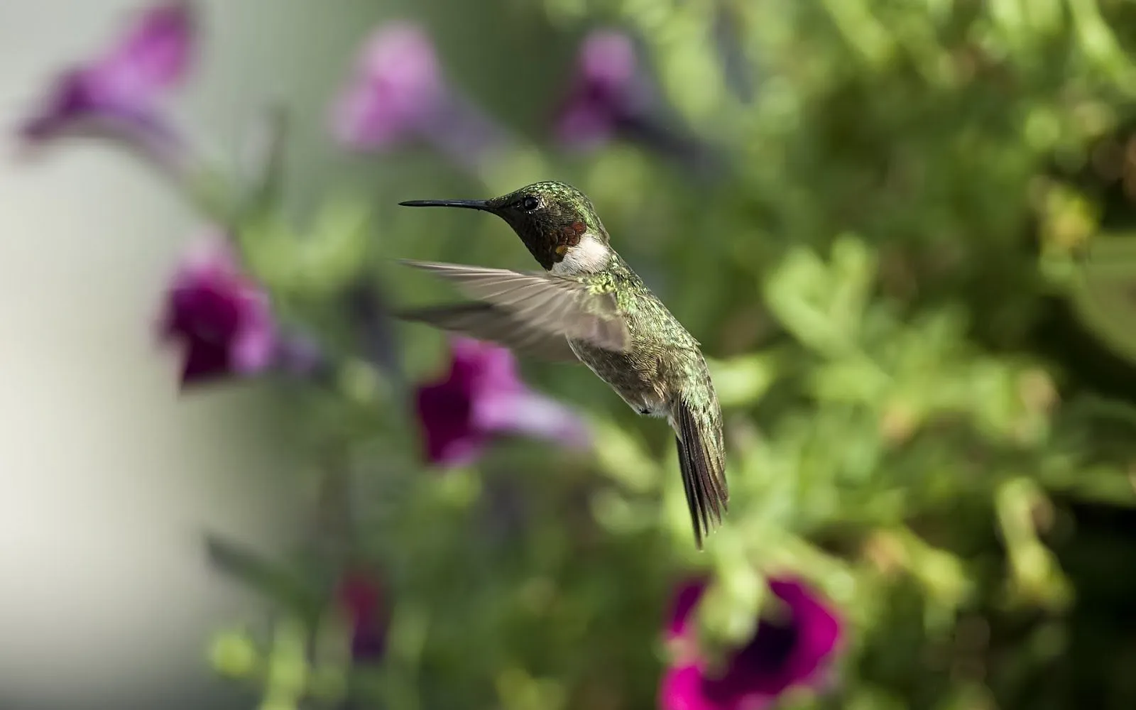 FOTOFRONTERA: Hermoso colibri entre las flores - Aves multi colores