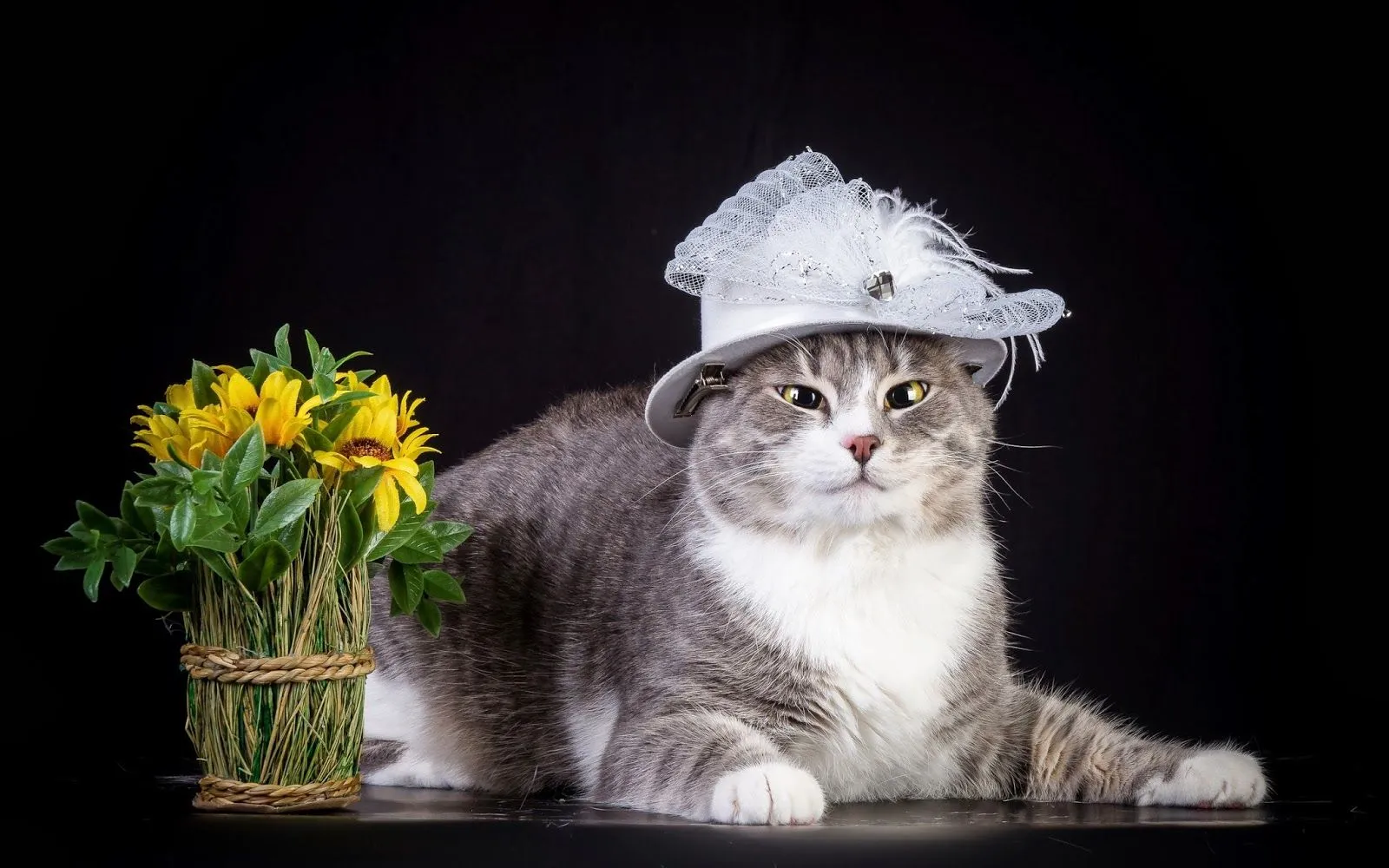 FOTOFRONTERA: Hermoso gatito elegante junto a las flores amarillas