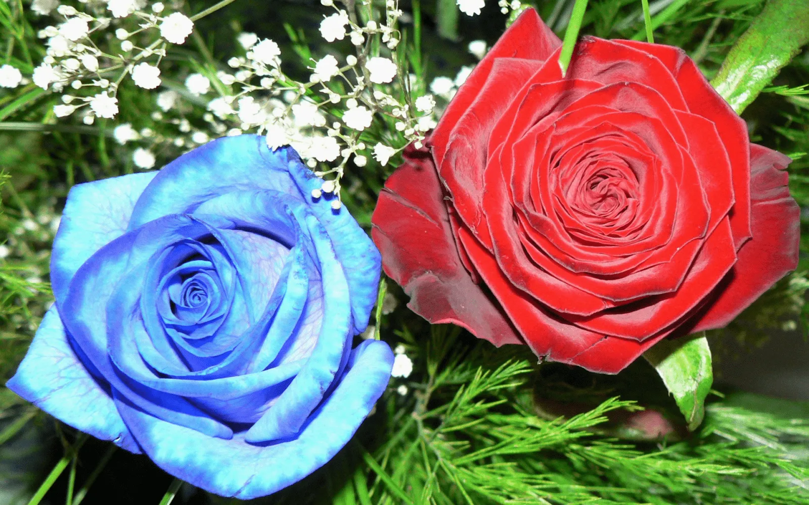 FOTOFRONTERA: Hermoso par de rosas con colores espectaculares