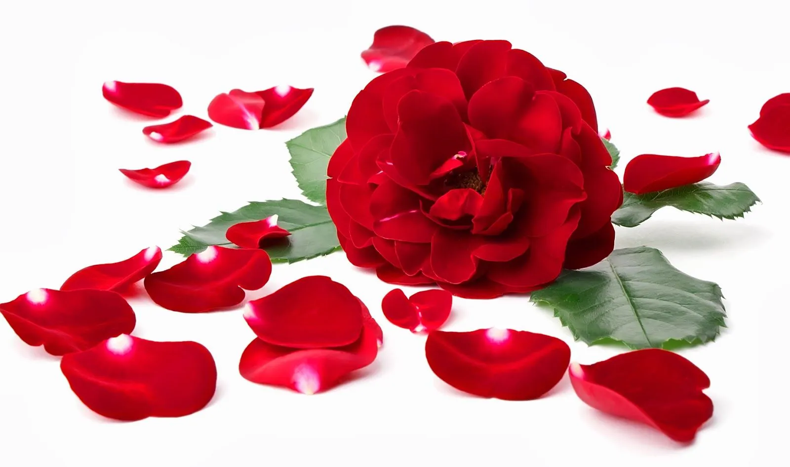 FOTOFRONTERA: Imágenes de rosas y flores de colores hermosos
