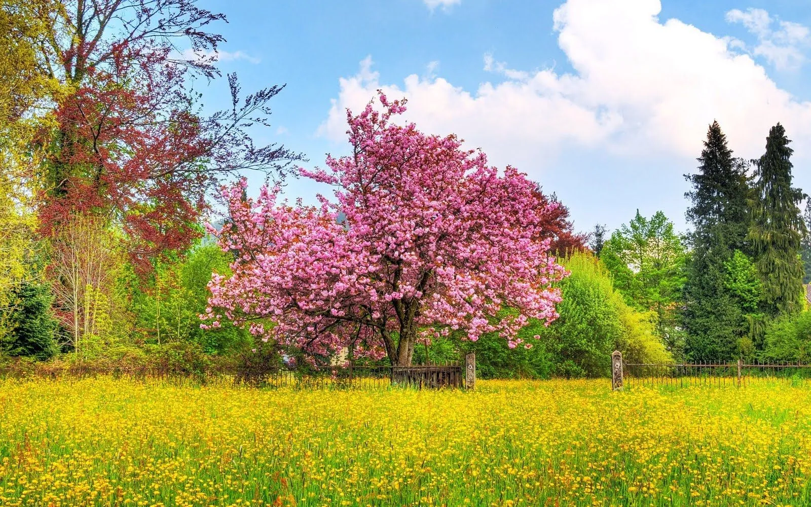 FotoFrontera: Jardín y árbol con flores de colores - Garden and Tree