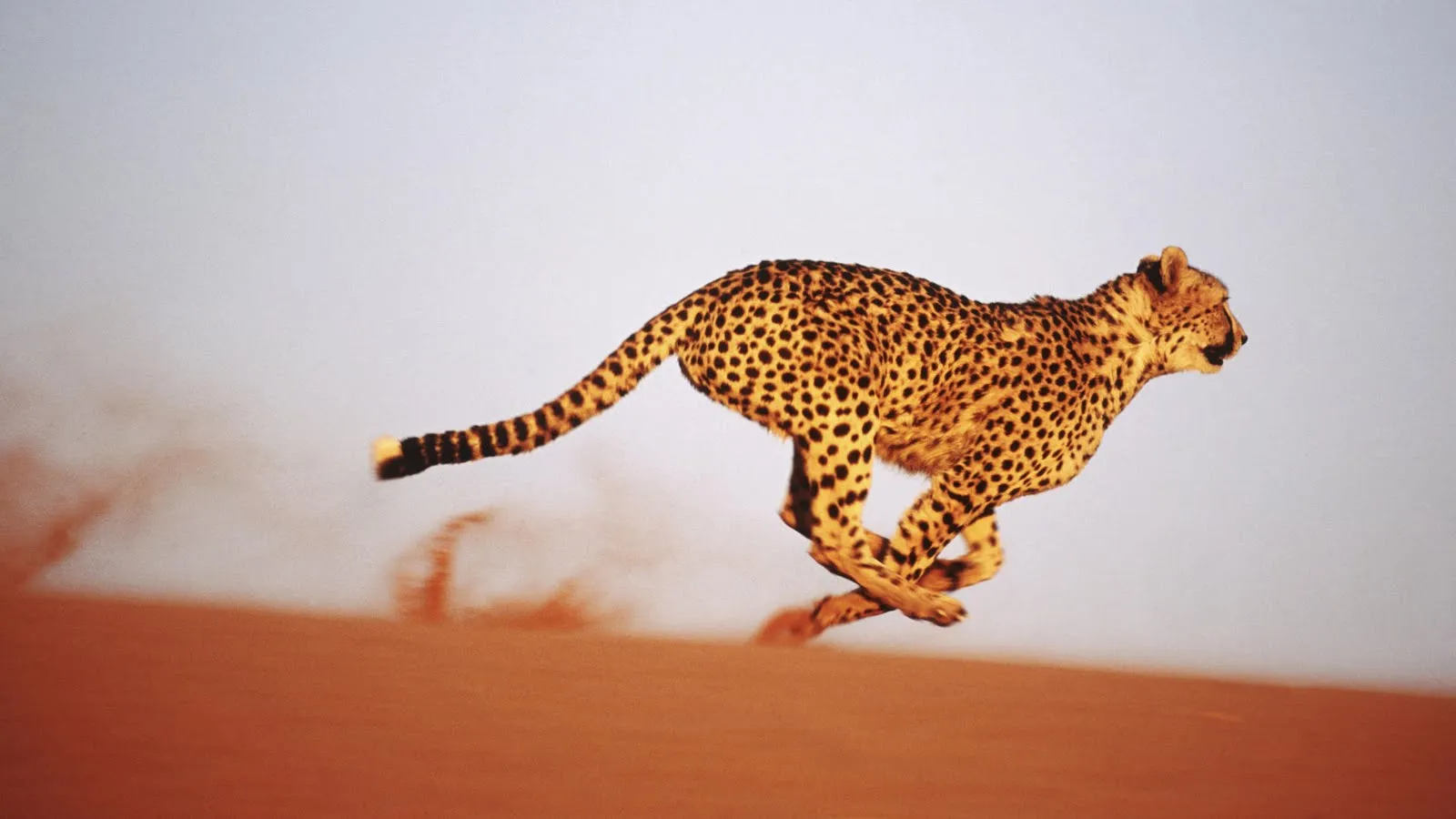 FOTOFRONTERA: Leopardo corriendo en la selva...