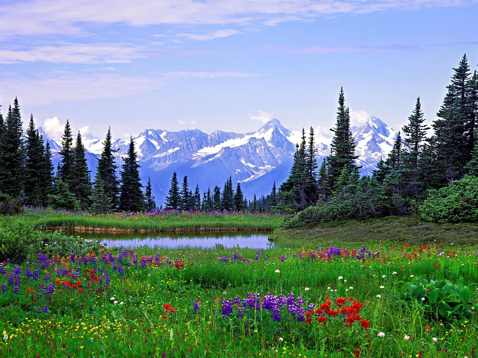 FOTOFRONTERA: Magnífico campo de flores con árboles y unas ...