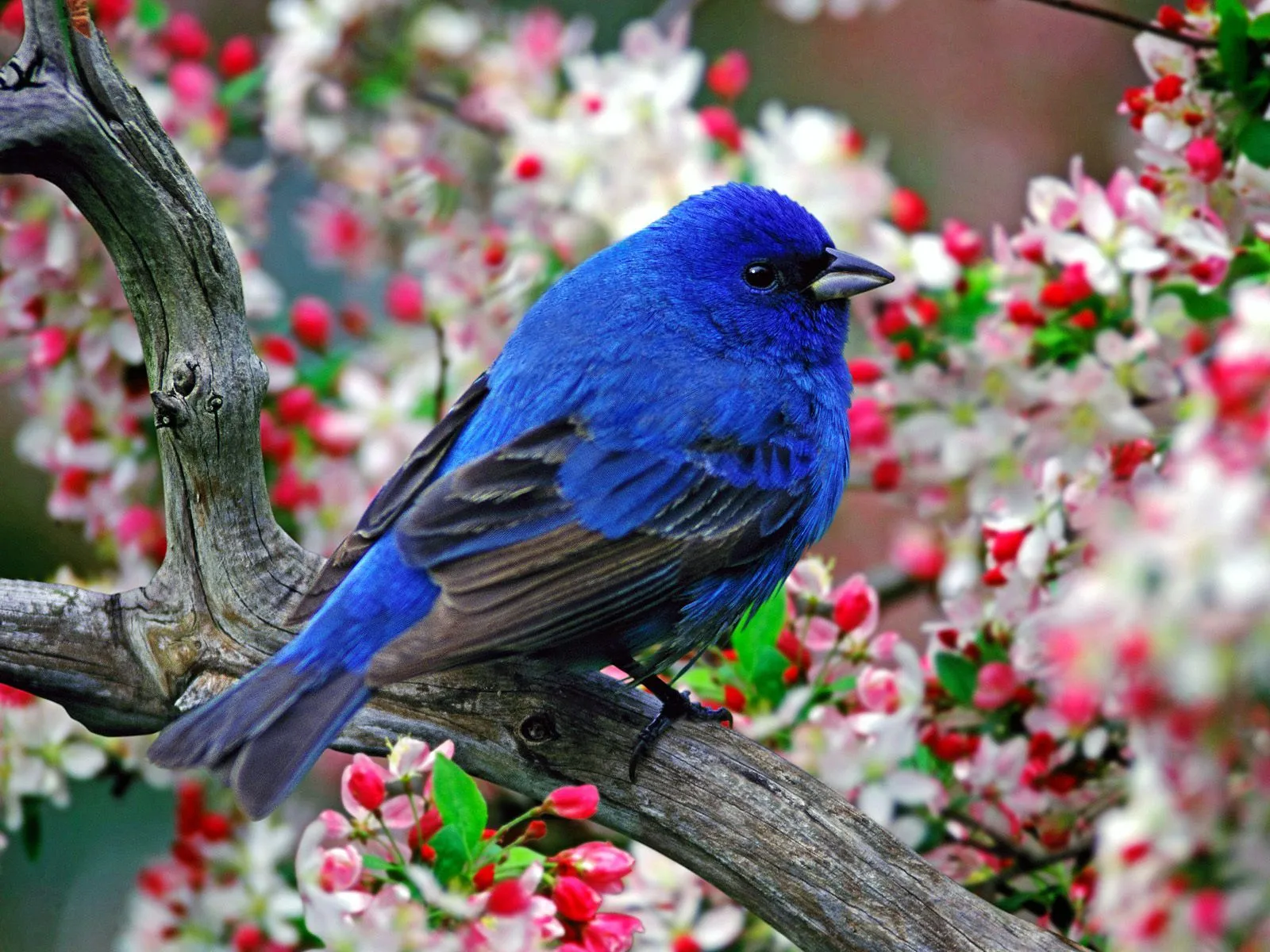 FOTOFRONTERA: Pajarito en las ramas cubiertas de flores