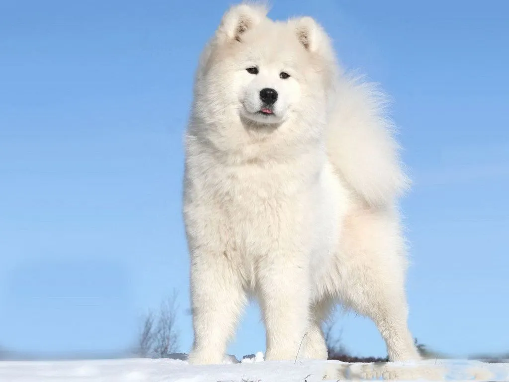 FOTOFRONTERA: Perro alaska sobre el hielo