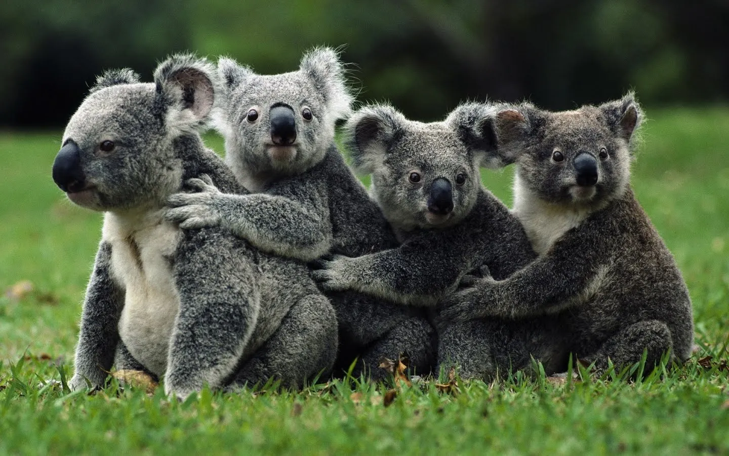 FOTOFRONTERA: Rico abrazo de koalas cariñosos