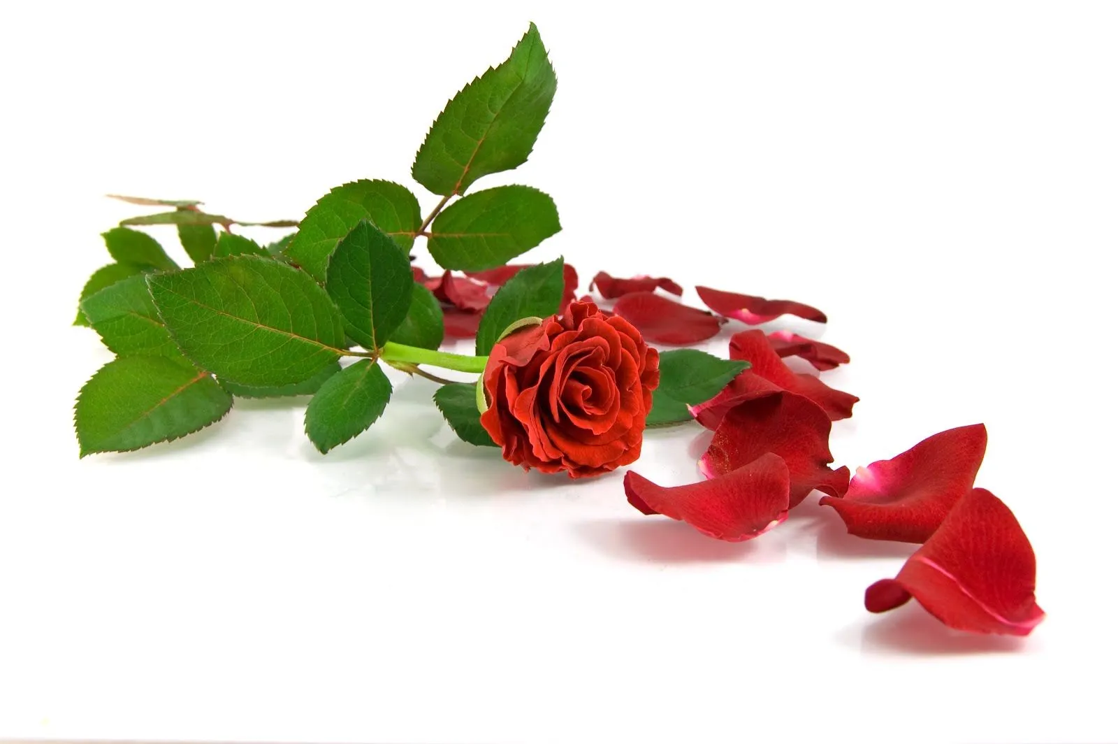 Dos rosas rojas con los petalos caidos | New Wallpapers HD