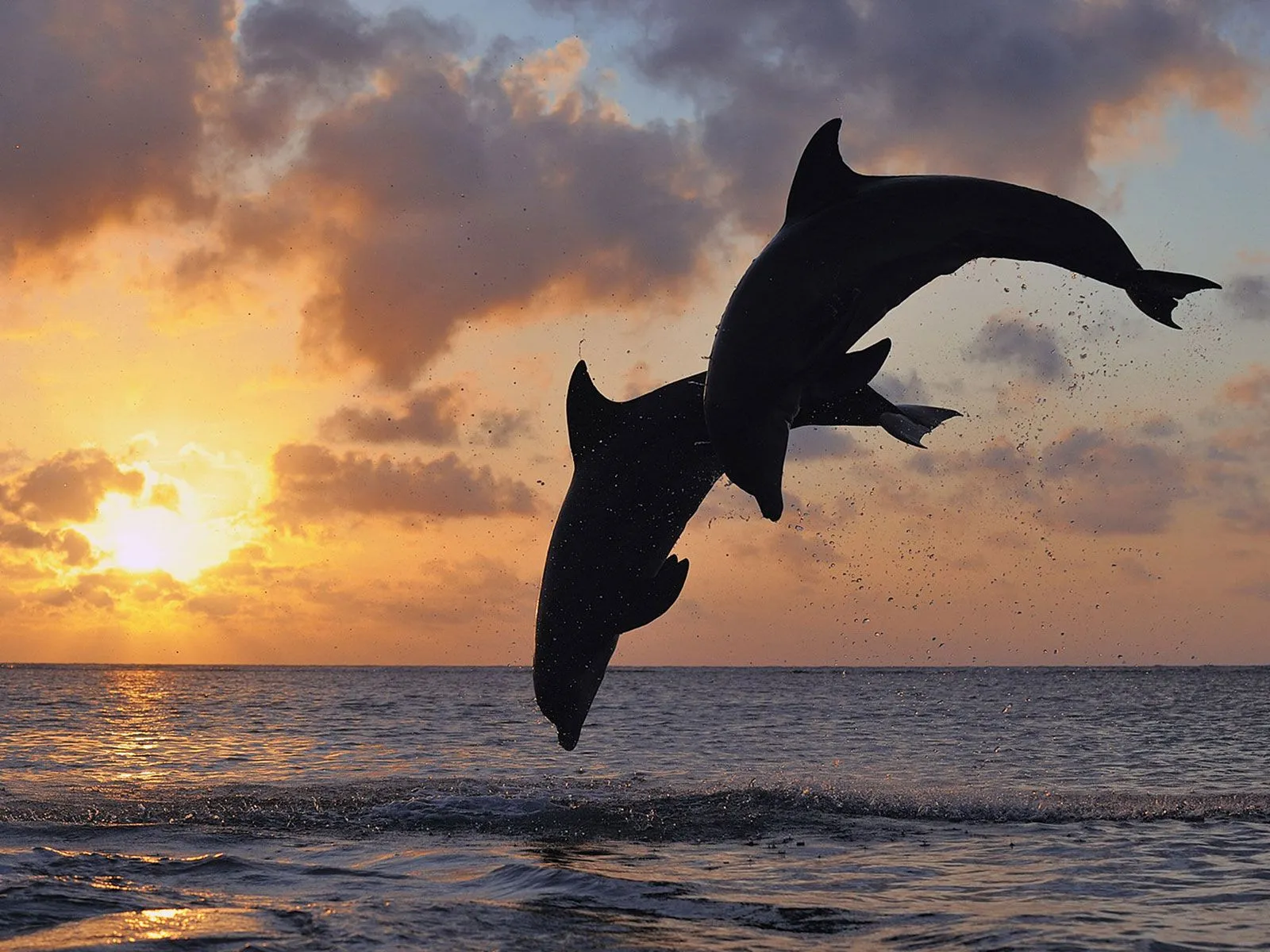 FOTOFRONTERA: Siluetas de delfines saltando en el oceano