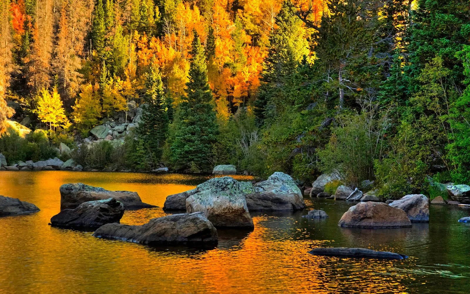 FOTOFRONTERA: El sol reflejado en los pinos del bosque en otoño