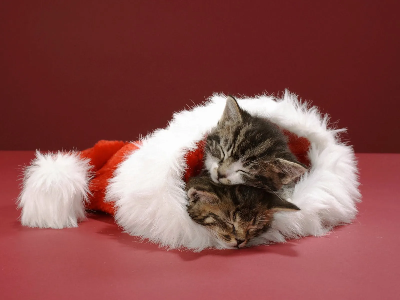 FOTOFRONTERA: Tiernos gatitos durmiendo en un gorrito navideño